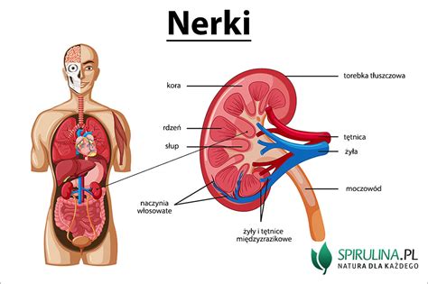 Nerki - algi Spirulina i Chlorella