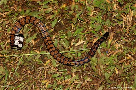 Lanka Nature Summary: Sri Lankan Pipe Snake (Cylindrophis maculatus)