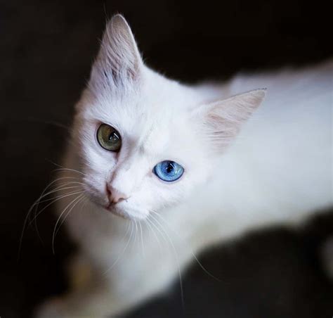 Albino Cats: The Ultimate Guide to their history, types ...