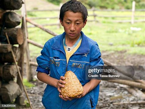 94 Yak Herders Stock Photos, High-Res Pictures, and Images - Getty Images