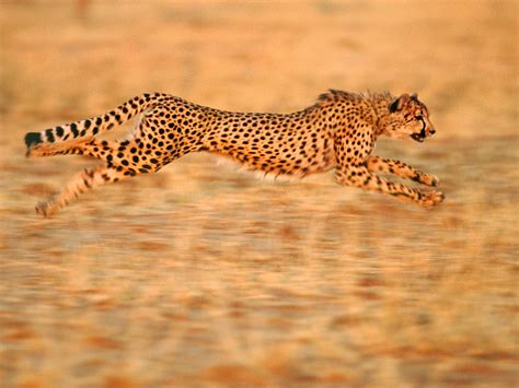 Top 171 + The most fastest animal in the world - Inoticia.net