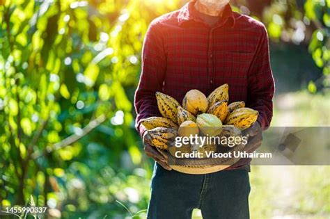 Cocoa Farmer Farmers Carry Cocoa Beans In Farm High-Res Stock Photo ...