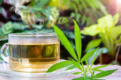 "Marijuana Tea" Images – Browse 1,081 Stock Photos, Vectors, and Video | Adobe Stock