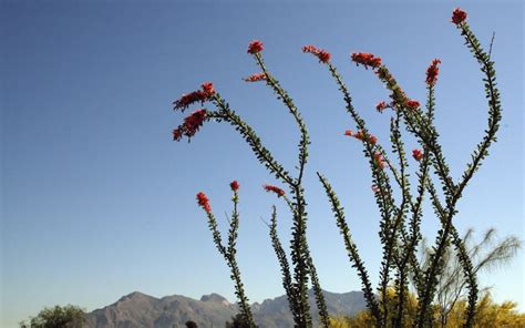 10 ocotillo facts that will make you love this desert plant even more | tucson life | tucson.com