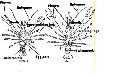 Crayfish - Give me The Info