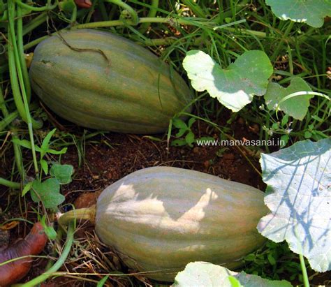 Heirloom Pumpkin Seeds (Parangi) - Type 7 - Rangamalai Organic Farms (ROF) - Manvasanai