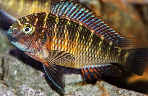 Top 10 Lake Tanganyika Cichlids (With Pictures & Full List)