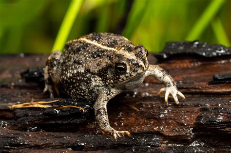 Oak Toad – Reptiles and Amphibians of Mississippi