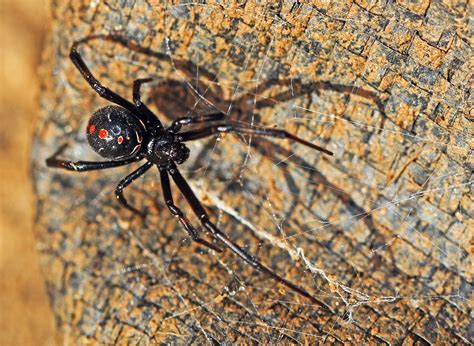 Northern Black Widow Is Rare In Wisconsin, But Sightings Spiked In 2017 | WisContext