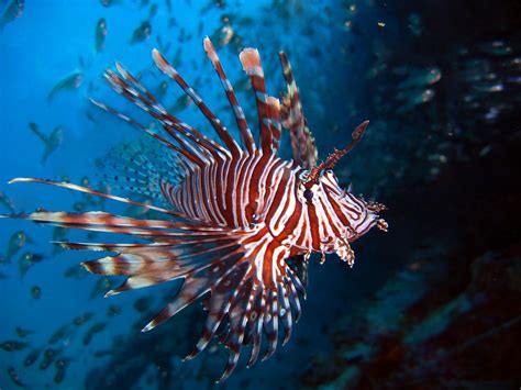 Lionfish