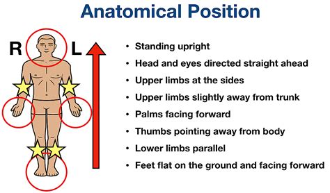 Anatomical Position and Directional Terms: Definitions, Example Labeled Diagrams, Body Planes ...