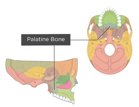 Palatine bone: anatomy and labeled diagram | GetBodySmart