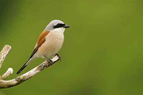 Red-Backed Shrike | Bird Identification Guide | Bird Spot