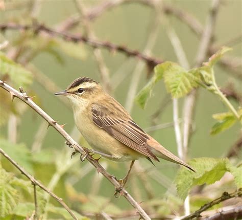 Sedge Warbler by John Rowe - BirdGuides