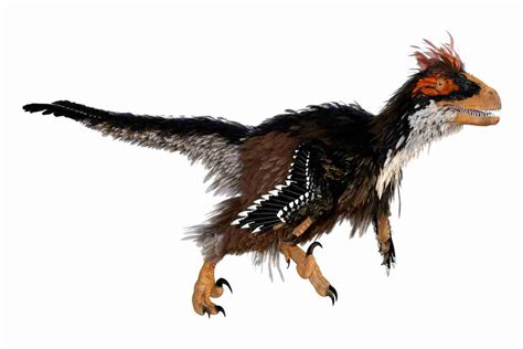 How Do We Know Dinosaurs Had Feathers? Some Key Evidence | Adventure Dinosaurs