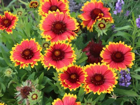 21 Perennial Flowers that Bloom All Summer - Even from Spring to Fall | Flowers perennials, Long ...