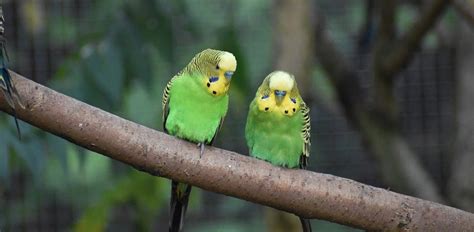 Budgerigar: Characteristics, Diet, Facts & More [Fact Sheet]