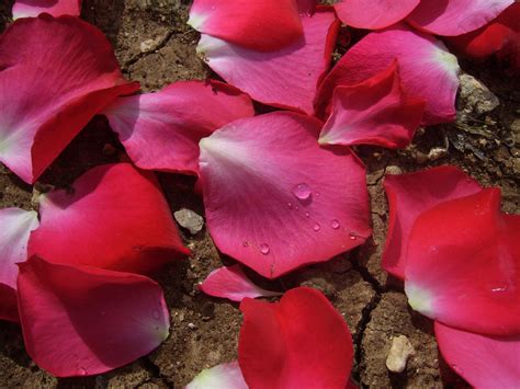 Rose Petals Free Stock Photo - Public Domain Pictures