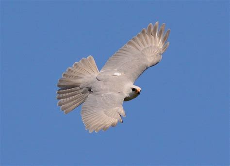 Grey goshawk riding thermal | BIRDS in BACKYARDS