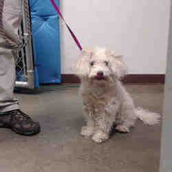 Maricopa County Animal Care & Control West Animal Shelter in Phoenix ...