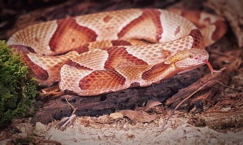 See the 10 Coolest Looking Snakes Found Slithering Around the United States - A-Z Animals