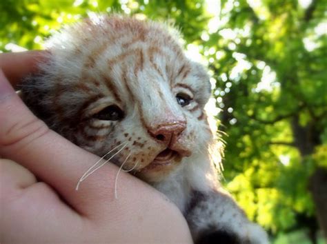 These Baby Animals Are Actually Incredibly Realistic Plushies | DeMilked