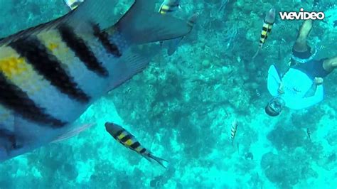 Snorkeling at The Mr.Sanchos Beach Club in Cozumel - YouTube