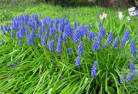 hyacinth varieties | Grape Hyacinth In the Spring Garden – KFG Image of ...