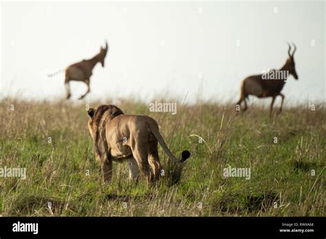 Male lion hunting, Kidepo Valley National Park, Uganda Stock Photo - Alamy