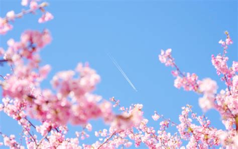 Spring beautiful Sakura photography HD Wallpaper 17 Preview | 10wallpaper.com