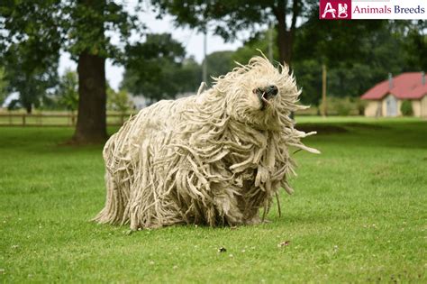 Komondor - Puppy, Facts, Pictures, Price, Grooming, Information, Characteristics | Animals Breeds