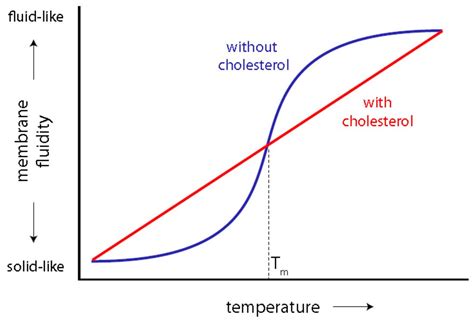 Phospholipid Bilayer Diagram With Cholesterol