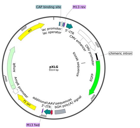 Plasmid Vector Map