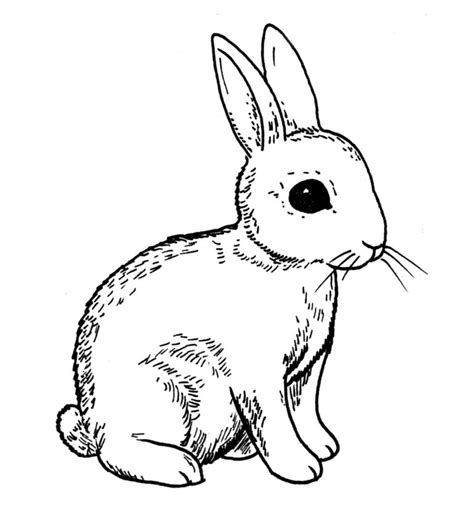 drawing of rabbit – Line art illustrations