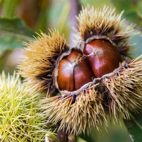 Chinese Chestnut Trees for Sale | FastGrowingTrees.com