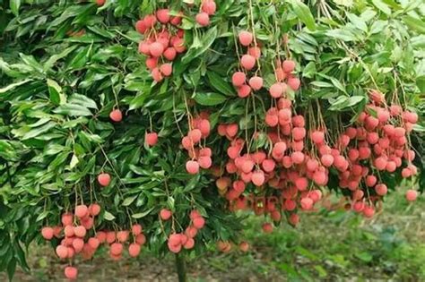 Muzaffarpur Litchi Plants at Rs 50/bag | Litchi Plants in Kolkata | ID: 14929504212