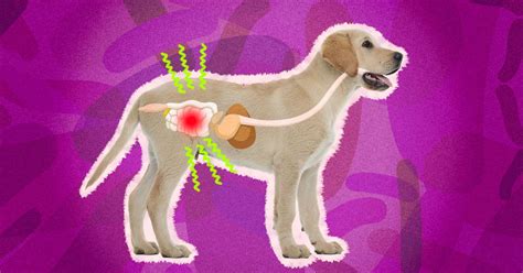 Colitis In Dogs: Causes, Symptoms And Treatment - DodoWell - The Dodo