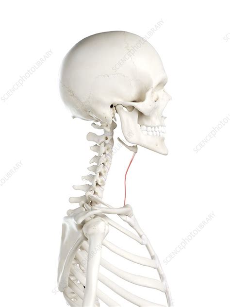 Sternohyoid muscle, illustration - Stock Image - F026/9456 - Science Photo Library