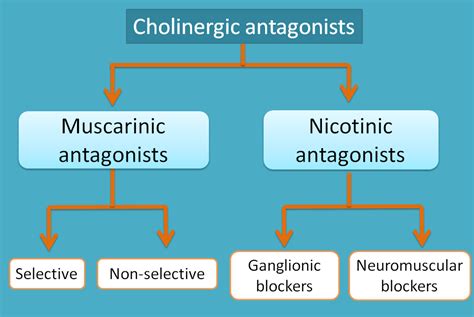 Classification of cholinergic antagonists