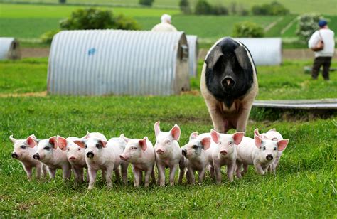 Proposal for one of Britain’s first industrial style pig farms rejected | Meat Management Magazine