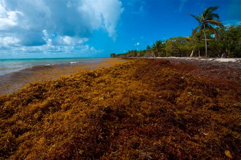 Brown Seaweed Appears in Massive Amounts on Florida, Caribbean Beaches ...