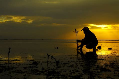 A man is planting bakawan tree for future use. | Smithsonian Photo Contest | Smithsonian Magazine