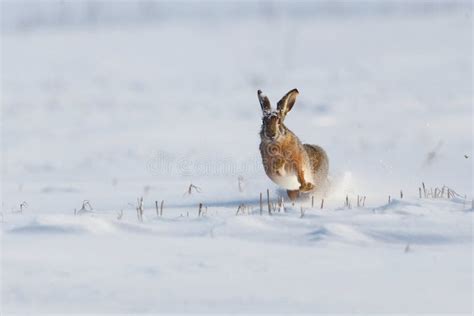 Wild Rabbit Running In The Snow Royalty Free Stock Photo - Image: 32164465