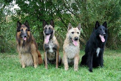 Belgian Shepherd Dogs Pets Feed