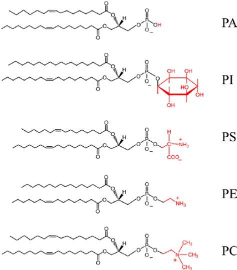 Phospholipids Structure