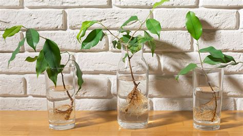 6 mistakes to avoid when propagating plants in water