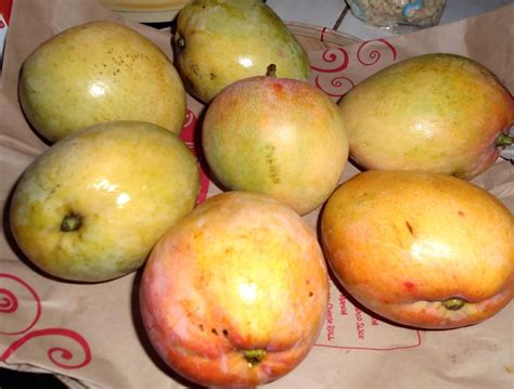 Living with Nature - School on Blog by Dr. Abercio V. Rotor: Apple Mango - Exotic Mango Cultivar ...