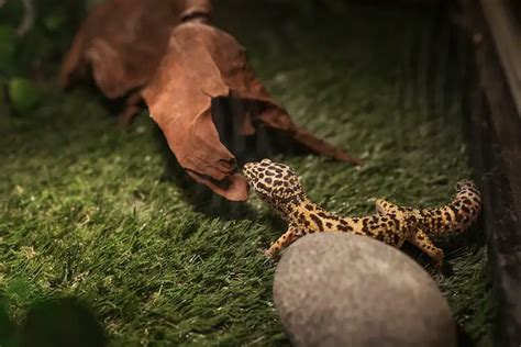 Best Leopard Gecko Habitat: Tank Size, Substrate, Lighting & Hides