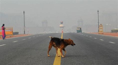 Paws for breath: India’s pampered pooches get clean air as people choke on smog | Health News ...