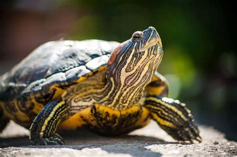 How Smart are Red-Eared Slider Turtles? - Reptileszilla